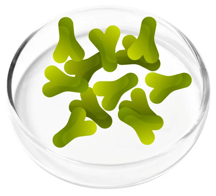 Lactobacillus acidophilus probiotic strain in FemiCore